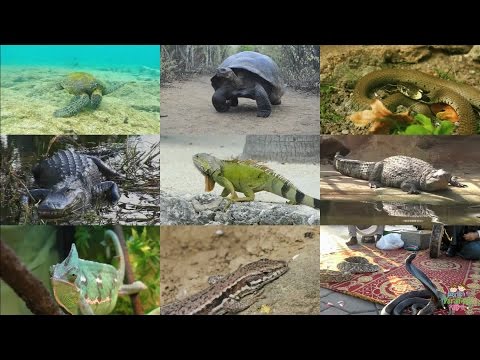 reptiles-for-kids:-pronunciation-in-english-(with-videos)