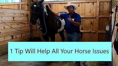 1 tip That will help every issue you have with your horse