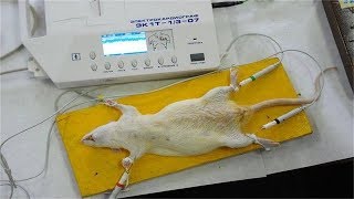 人类为什么总是拿小白鼠做实验，其他动物不可以吗？看完长见识了