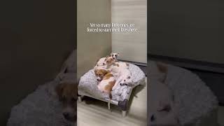 Shelters do the best they can to create safe environments. #shelter #rescue #animalshelter #rescue