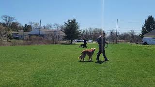 Rocky (Rottweiler) & Eden (Boxer mix) - Board and Train - Best Paw Forward - Basics & Dog Reactivity