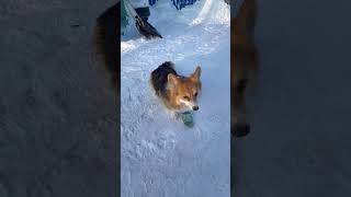 Как он мило это делает ☺️