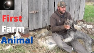 First Farm Animal by Everyday Journey 173 views 1 year ago 9 minutes, 45 seconds