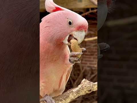 Video: Pacific Parrotlet
