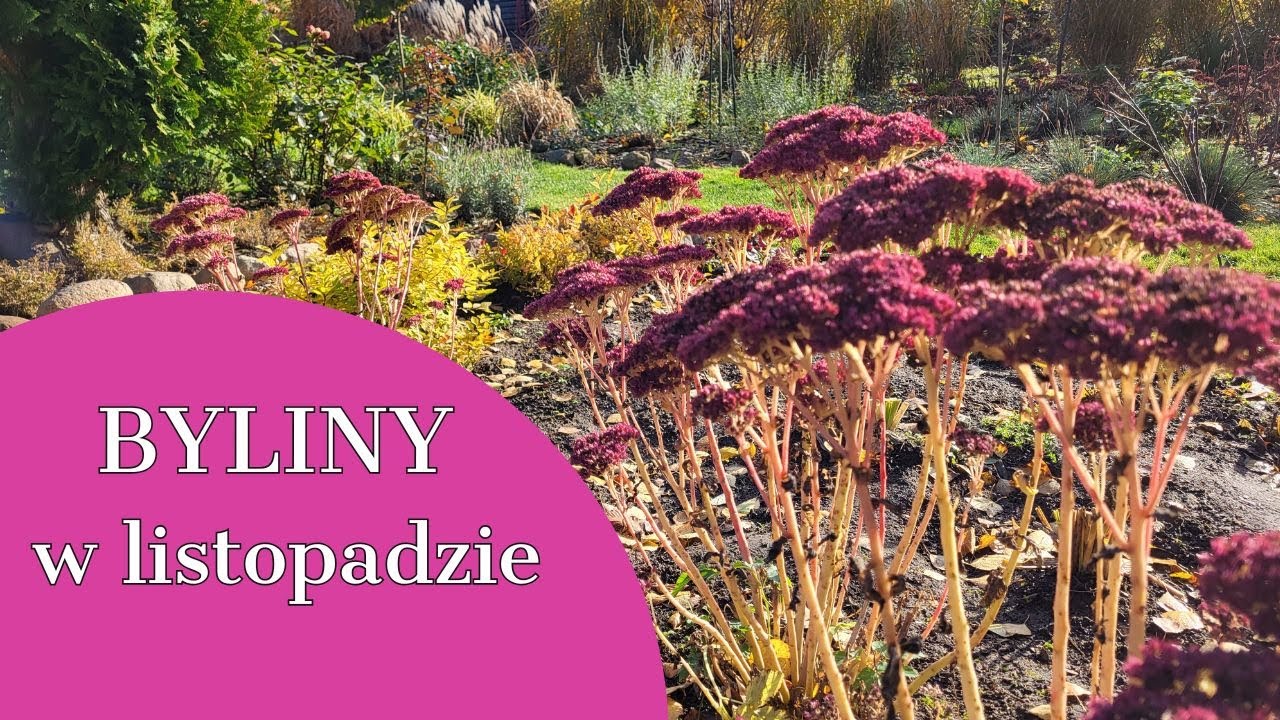 Очиток, вербена, флокс 🌺 Я обрезаю в ноябре