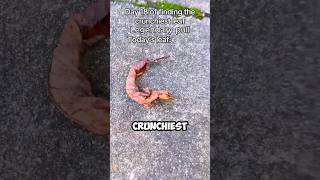 Download Lagu The Most Crunchiest Leaf on Earth 🍂 MP3