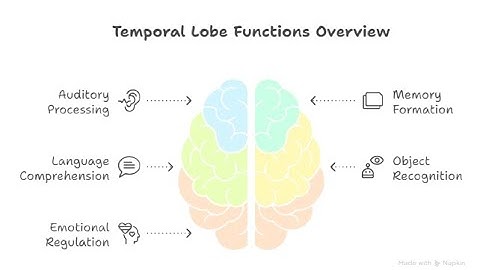 What Does the Temporal Lobe Do? | Easy Brain Function Guide