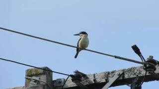 sacred Kingfisher New Zealand screenshot 3