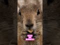 Poppy's Party..Poppy the Prairie Dog turns 6!! #Poppy the Prairie Dog YouTube