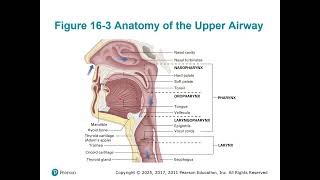 CH 16 Airway Video 1