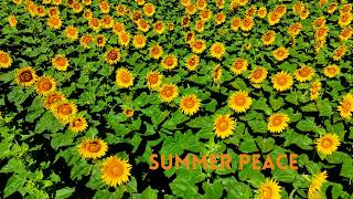 Golden Summer Peace 🌻 | 30 Minutes of Relaxing Sunflower Fields (4K Nature)