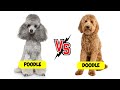 Poodle vs. Doodle - Which is Better?