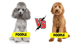 Poodle vs. Doodle - Which is Better? by Dogs Wiz 510 views 3 days ago 4 minutes, 33 seconds