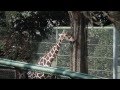 野毛山動物園 の動画、YouTube動画。