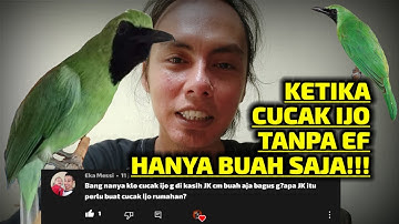 #1 🔴 KETIKA BURUNG CUCAK IJO TANPA EF ‼️HANYA DI BUAH SAJA || QINARA BANYUWANGI