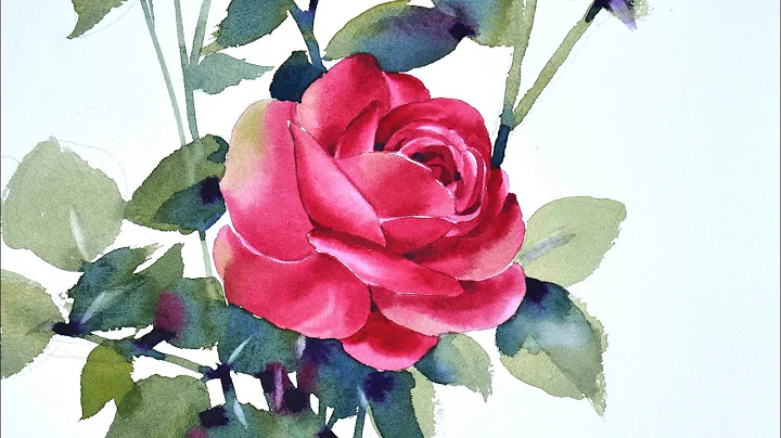 Watercolor painting Red rose tutorials watercolour