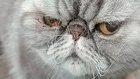 Watch the video about 3 Legged Exotic Persian Grey Tabby Cat