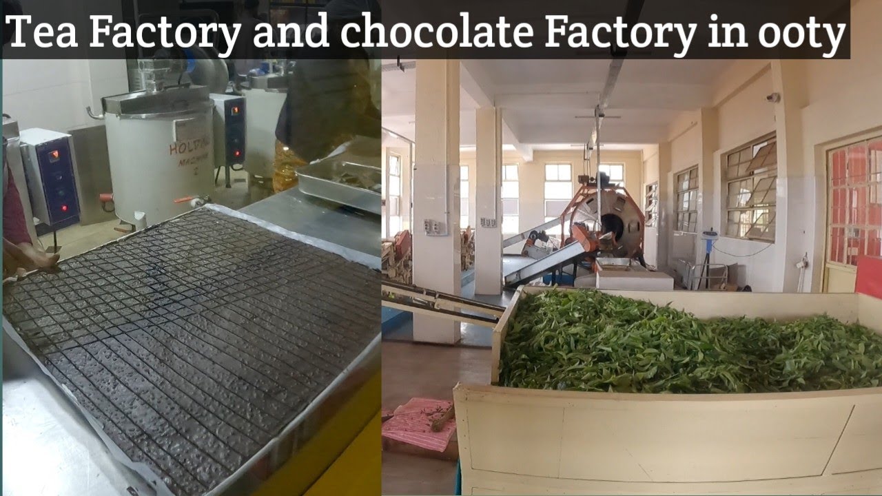 Ep4 Tea Factory and chocolate Factory in Ooty YouTube