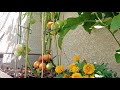 Belle production de tomates et concombres xl en jardinire avec peu de taille