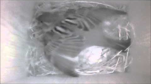 Sparrows Nest Building Bird Box [28th April 2015]