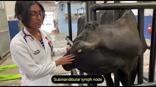 Palpation of Lymph Nodes in Cattle