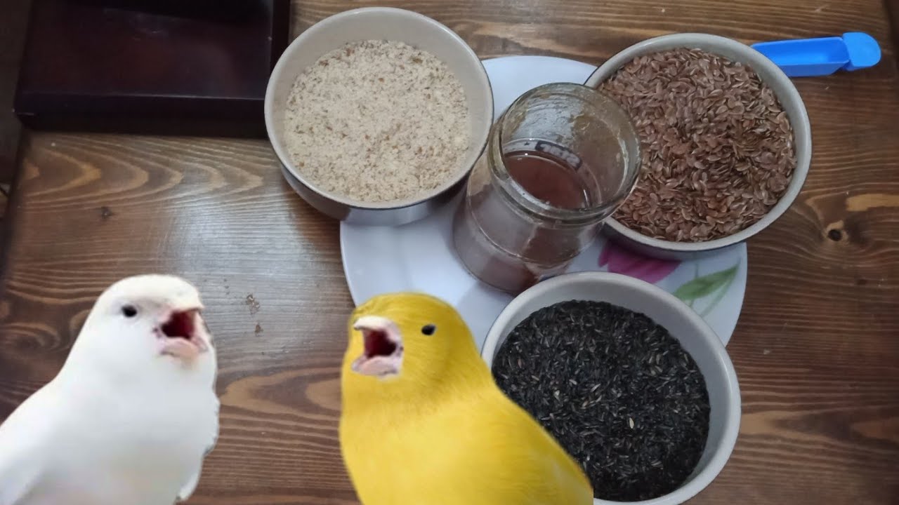 خلطة طبيعية بسيطة لتسريع جهوزية ذكور الكناري و الرفع من حماوتها