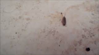 Tiny Spider Takes Down Much Bigger Potato Bug