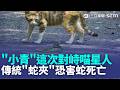三立獨家│"小青"這次不戰法海禪師 產業道路對峙喵星人 傳統"蛇夾"恐害蛇死亡 政策是否施行待研議｜記者 吳俊賢 賴一銀 王子瑜｜三立新聞LIVE