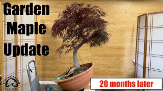 Garden Maple Update - Greenwood Bonsai