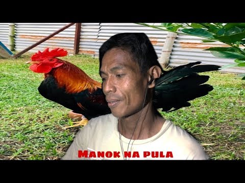 Manok Na Pula-
