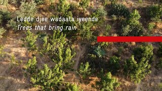 Trees that bring rain