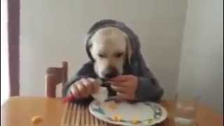 Dogs Dinner [GhOsT^]