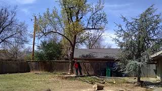 Bottle Jack tree removal