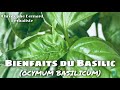 Bienfaits du basilic  digestion rgles douloureuses troubles de la glycmie