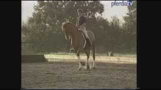 Festigung Der M-Lektionen Das Reiten Von Turnierprüfung Dr. Reiner Klimke