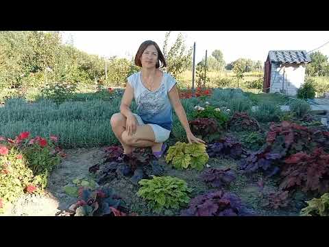 Гейхеры которые не переносят солнце. Новинки в коллекции 🌱