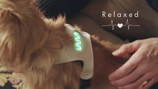 Inupathy - the device that can reveal your dog's mood - CES 2020