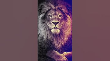 leo lion 4k pic created using python turtle graphics #leo #python #graphics #lion
