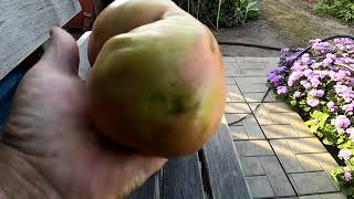 Самый крупный помидор сезона - ТЯЖЕЛОВЕС СИБИРИ