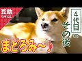 ほわぁ~ひなたぼっこでウトウト…4代目【豆助通信】<柴犬・豆柴>Japanese dog mameshiba