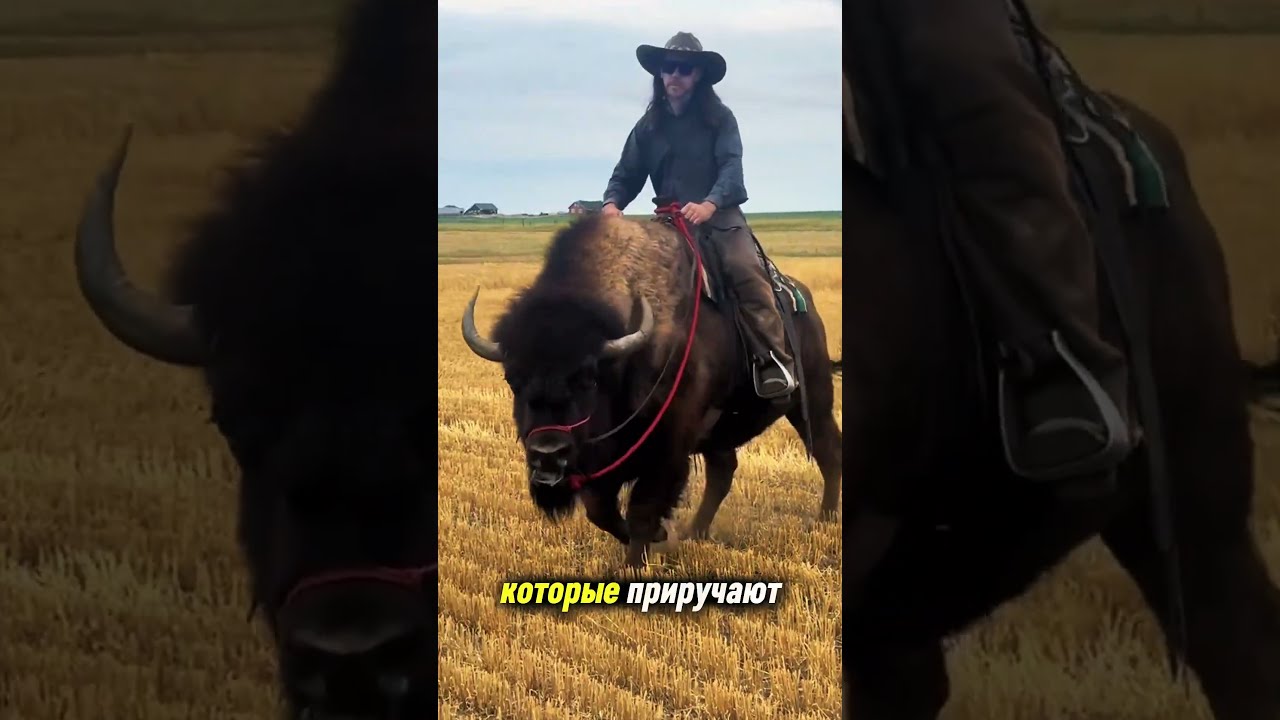 с БИЗОНОМ лучше не связываться