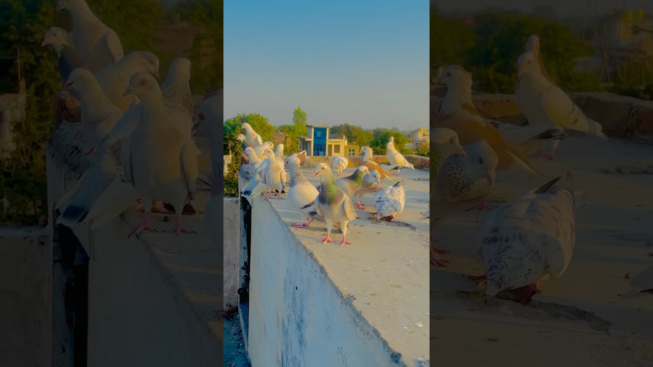 KABUTAR LOVER 🕊️