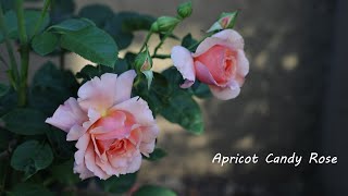 Rosa Apricot Candy Hybrid Tea Rose In Zone 9B