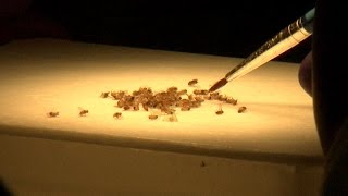 Space Station Live: Fruit Fly Lab