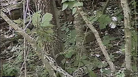 Timber Rattlesnake strike on HP with Slow Motion