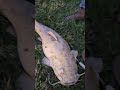 Huge Flathead Catfish