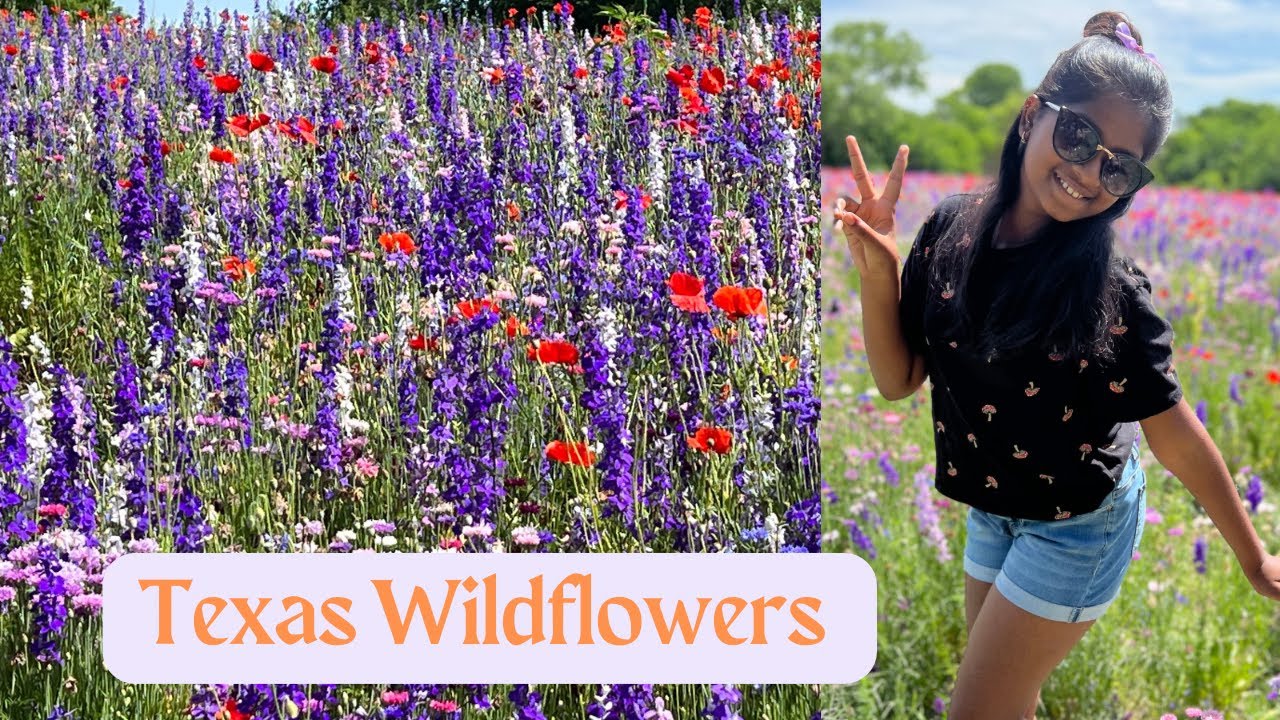 WildFlowers field Crowley Park Richardson Texas YouTube