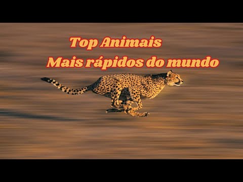 Os Animais Mais