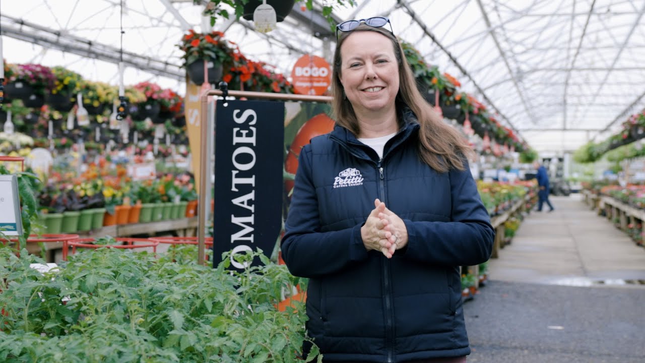 PETITTI Tomato Spotlight | 5 Types + How to Grow Them Successfully