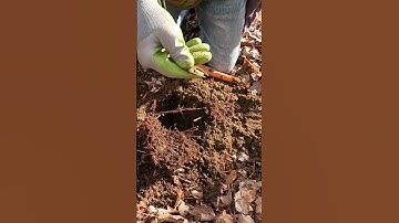 short #56 - Shoe Buckle Tongue, metal detecting with the Nokta Makro Simplex.   #noktametaldetector